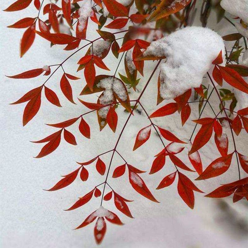 火焰南天竹树苗庭院花卉植物绿化苗木红天竹观叶盆栽耐寒四季
