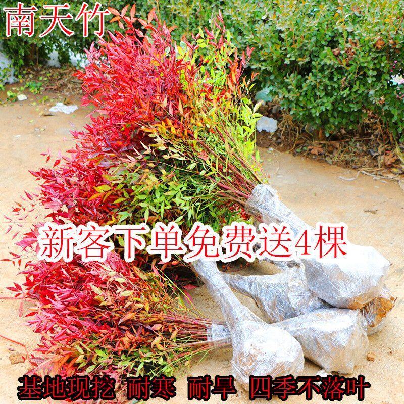 火焰南天竹树苗庭院花卉植物绿化苗木红天竹观叶盆栽耐寒四季