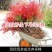 火焰南天竹树苗庭院花卉植物绿化苗木红天竹观叶盆栽耐寒四季