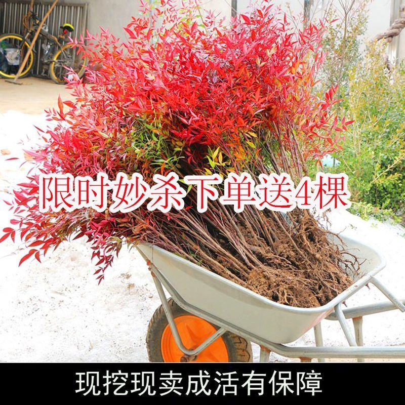 火焰南天竹树苗庭院花卉植物绿化苗木红天竹观叶盆栽耐寒四季