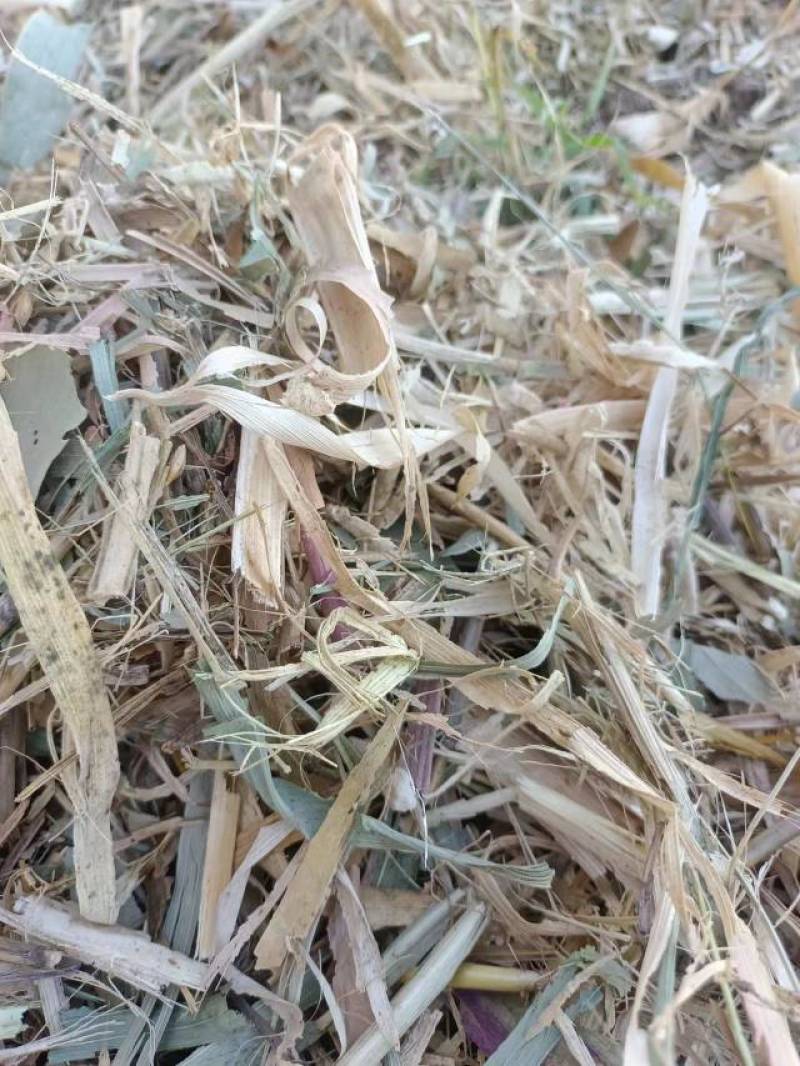 干玉米秸秆压块草料
