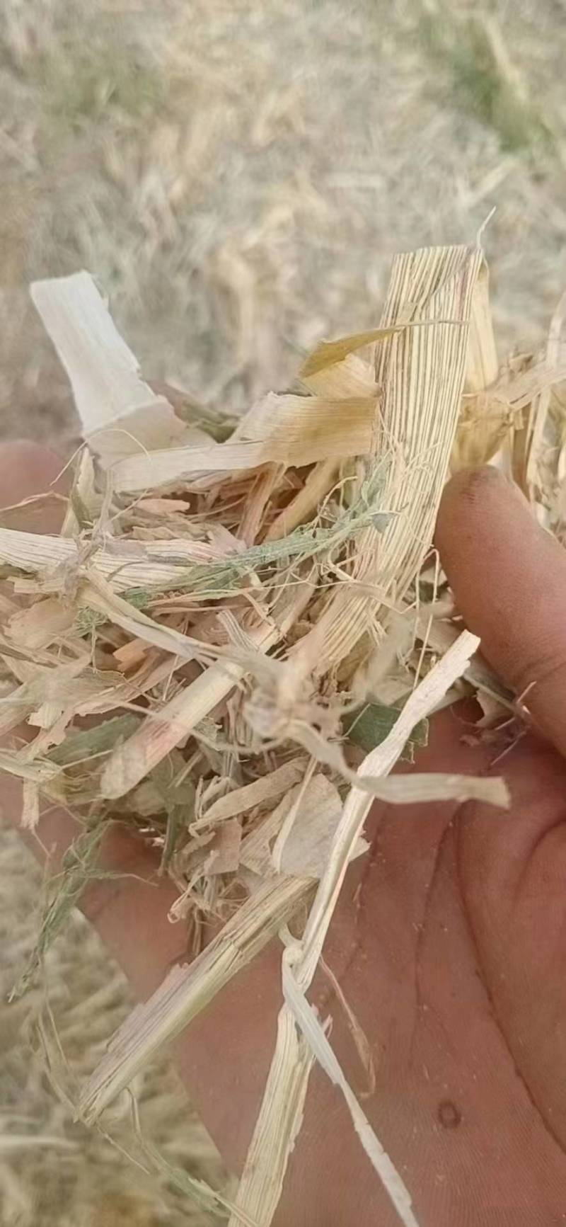 干玉米秸秆压块草料
