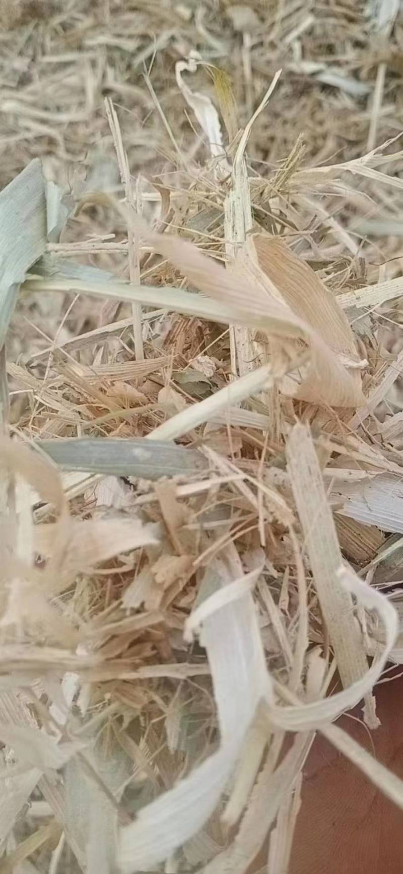 干玉米秸秆压块草料