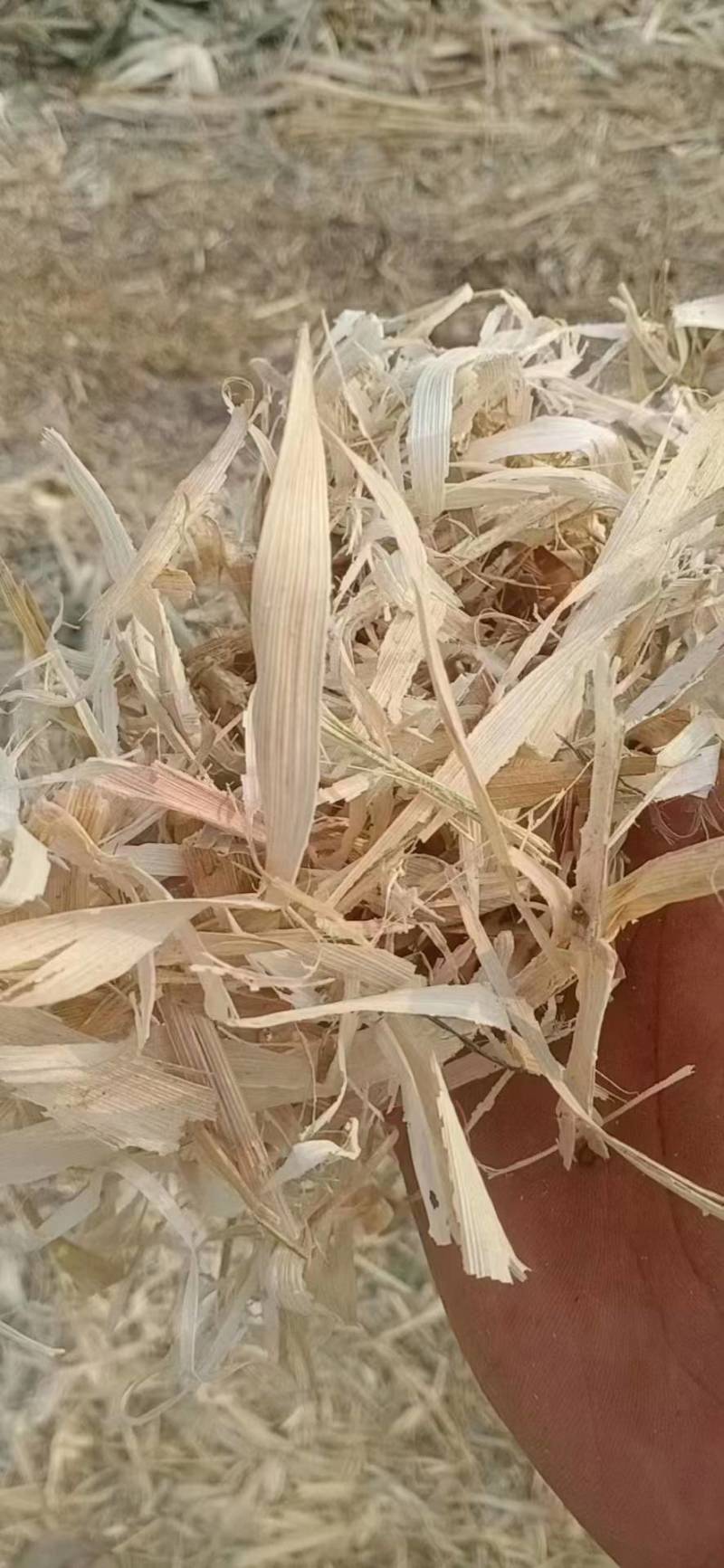 干玉米秸秆压块草料