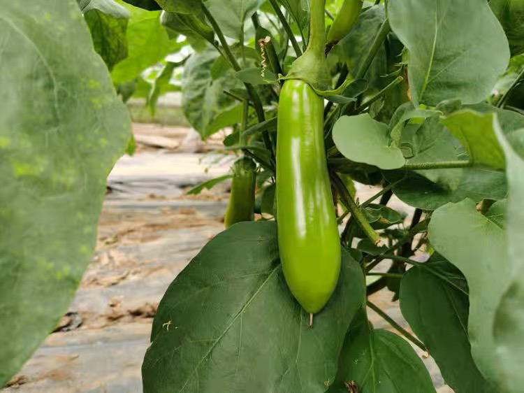 青茄子植株在田间生长良好