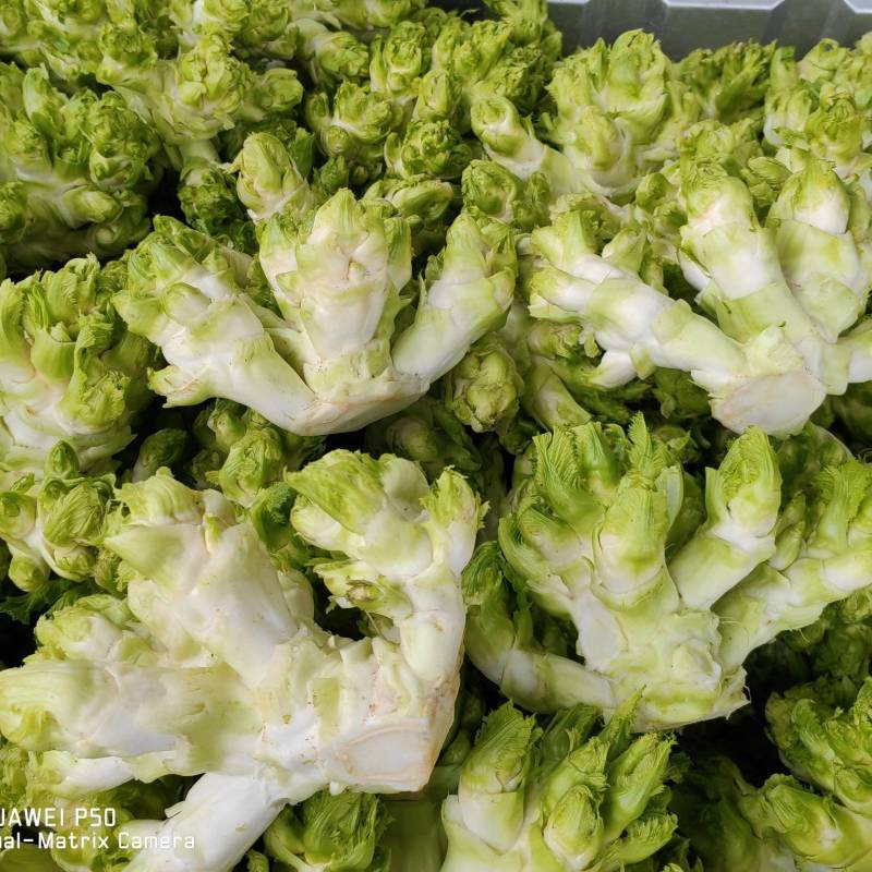 【儿菜】颜色翠绿净菜毛菜上车提供网袋纸箱周转筐泡沫箱
