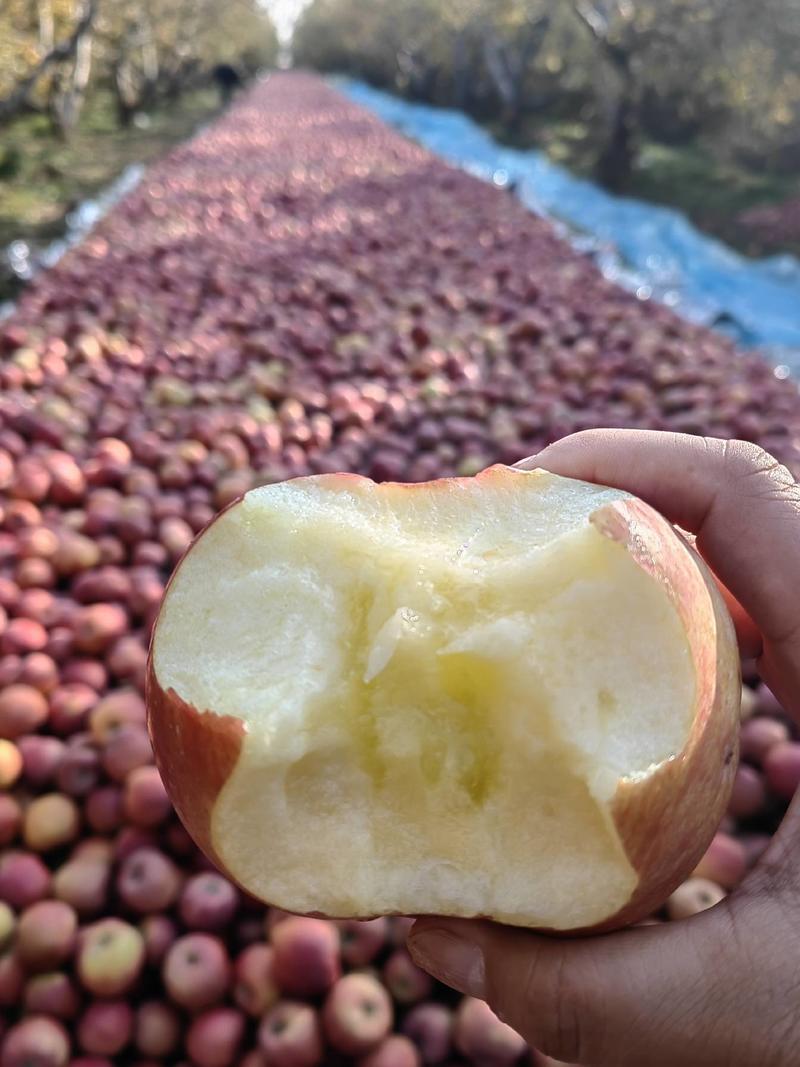 新疆冰糖心红富士苹果