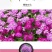 蜂室花种子蜂室花草种子四季种植室内阳台盆栽花卉屈曲花种籽