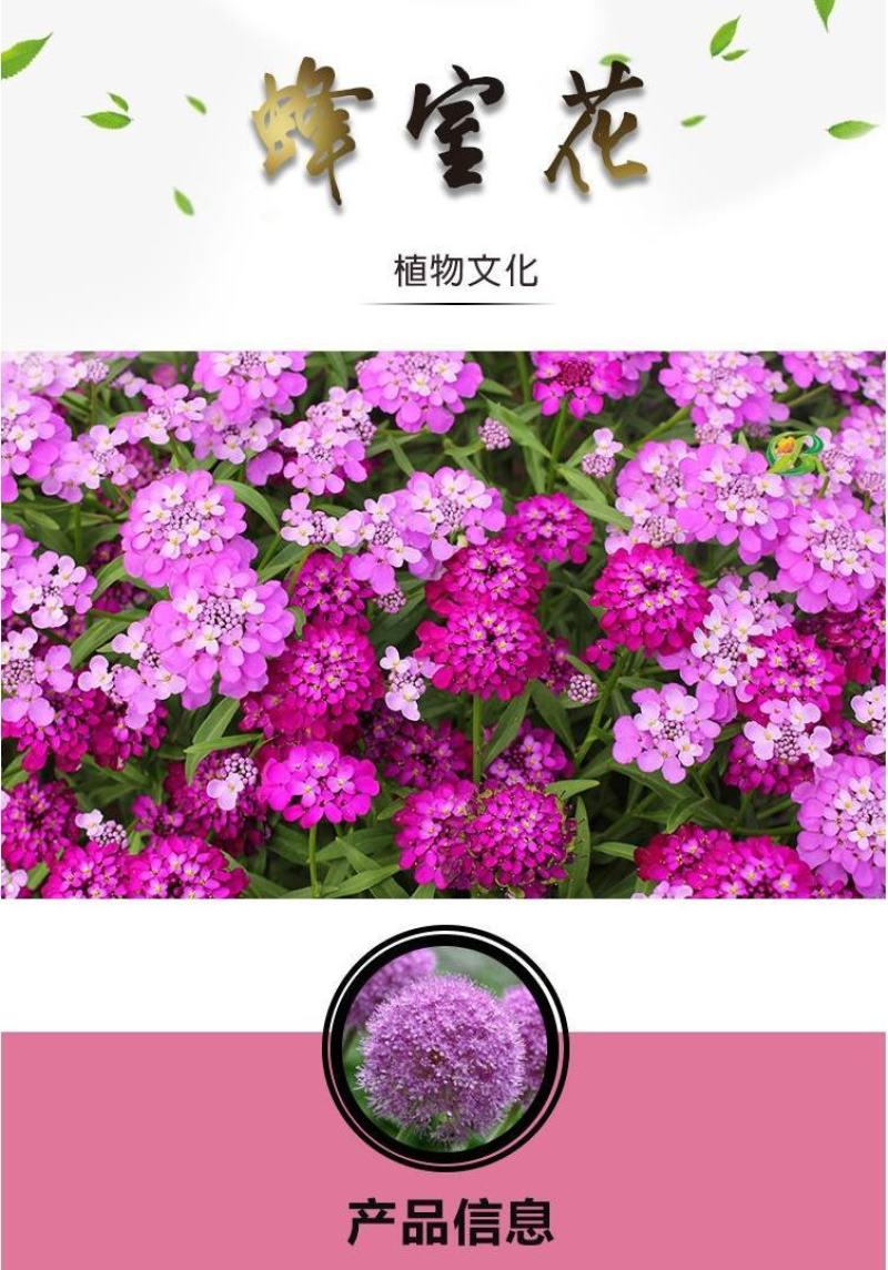 蜂室花种子蜂室花草种子四季种植室内阳台盆栽花卉屈曲花种籽