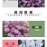 蜂室花种子蜂室花草种子四季种植室内阳台盆栽花卉屈曲花种籽