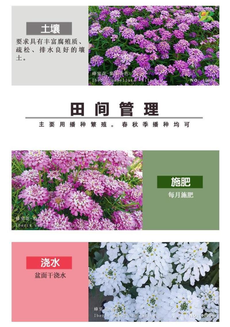 蜂室花种子蜂室花草种子四季种植室内阳台盆栽花卉屈曲花种籽