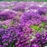 蜂室花种子蜂室花草种子四季种植室内阳台盆栽花卉屈曲花种籽