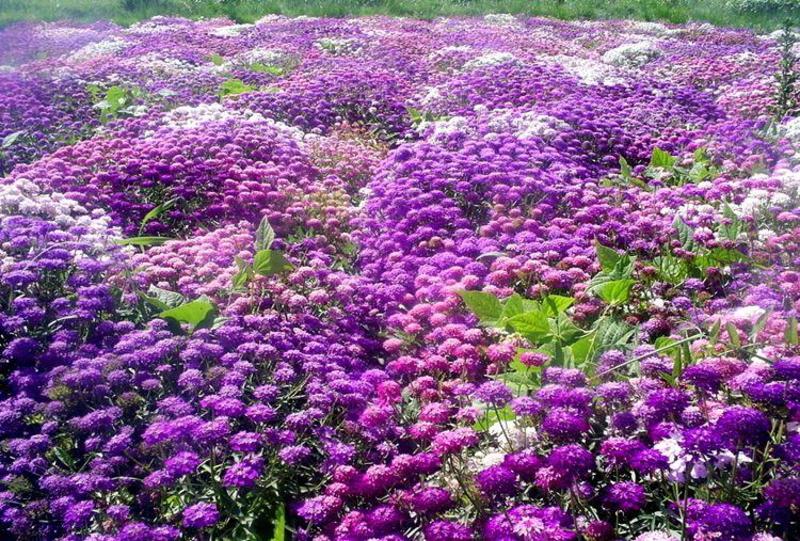 蜂室花种子蜂室花草种子四季种植室内阳台盆栽花卉屈曲花种籽