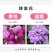 蜂室花种子蜂室花草种子四季种植室内阳台盆栽花卉屈曲花种籽