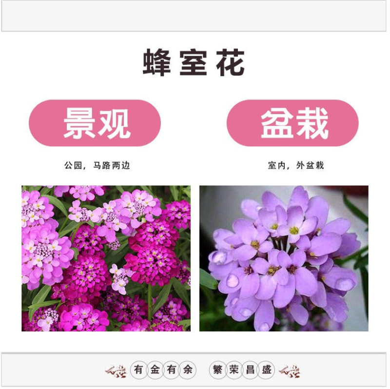 蜂室花种子蜂室花草种子四季种植室内阳台盆栽花卉屈曲花种籽