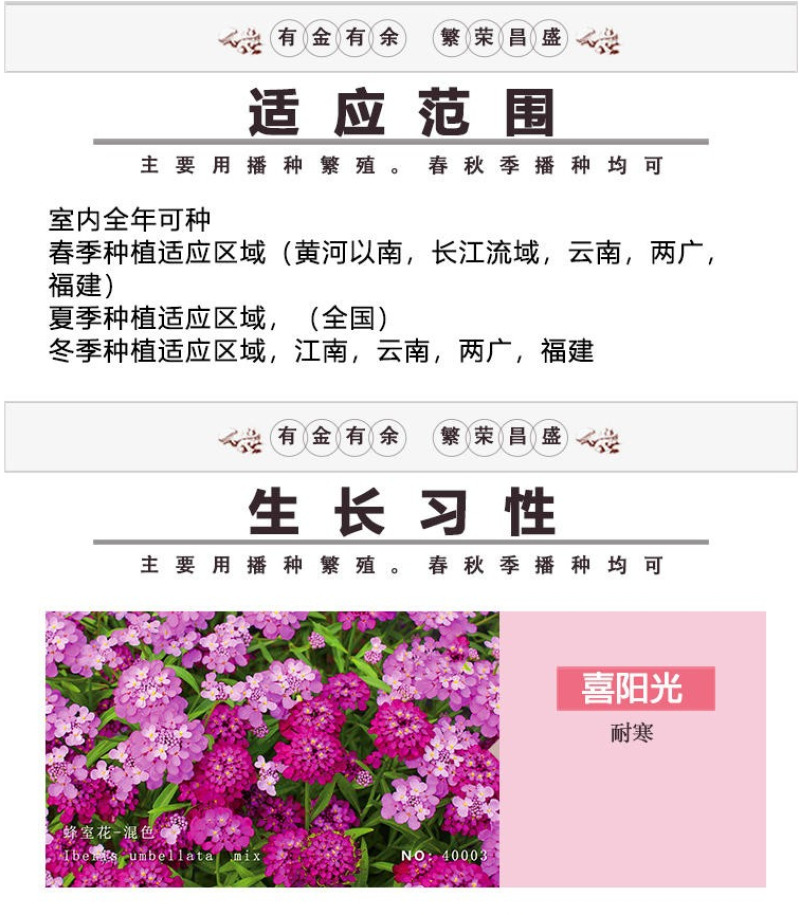 蜂室花种子蜂室花草种子四季种植室内阳台盆栽花卉屈曲花种籽