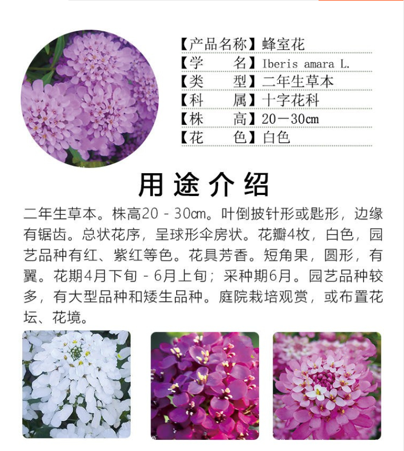 蜂室花种子蜂室花草种子四季种植室内阳台盆栽花卉屈曲花种籽