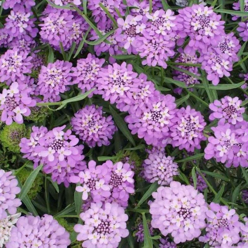 蜂室花种子蜂室花草种子四季种植室内阳台盆栽花卉屈曲花种籽