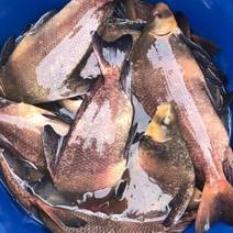 胭脂鱼鱼苗质量保证基地批发价规格齐全现货直发对接全国