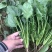 菠菜大叶菠菜基地大量上市欢迎采购价格便宜
