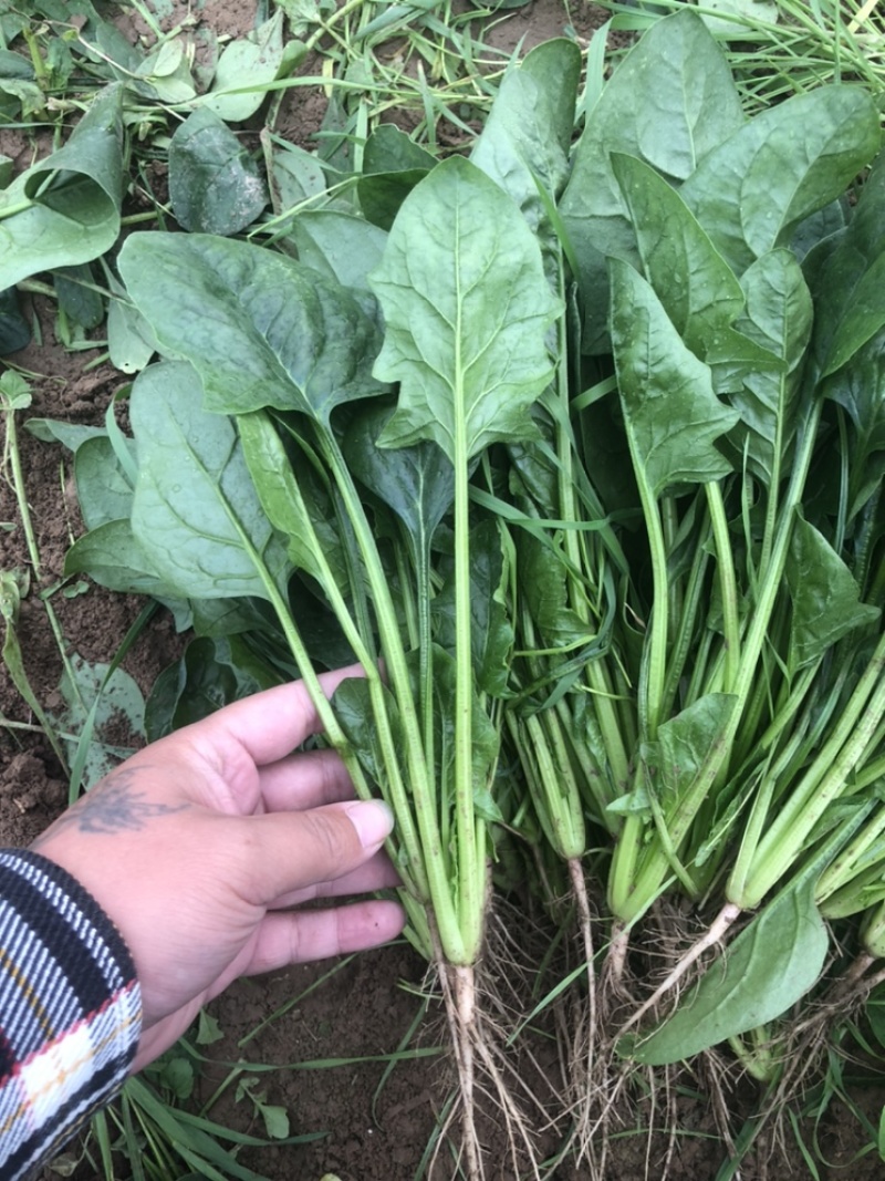 菠菜大叶菠菜基地大量上市欢迎采购价格便宜