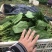 菠菜大叶菠菜基地大量上市欢迎采购价格便宜