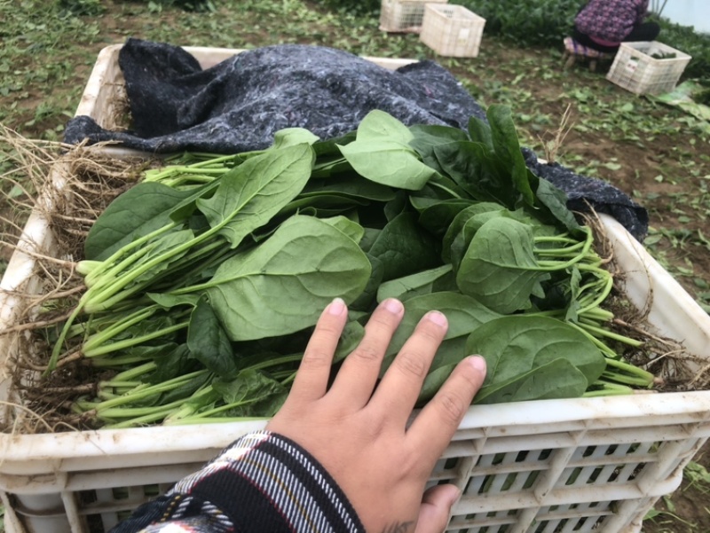 菠菜大叶菠菜基地大量上市欢迎采购价格便宜