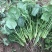 菠菜大叶菠菜基地大量上市欢迎采购价格便宜