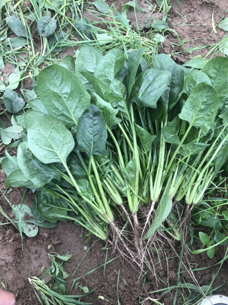 菠菜大叶菠菜基地大量上市欢迎采购价格便宜