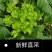四川峨眉山蔬菜基地新鲜儿菜