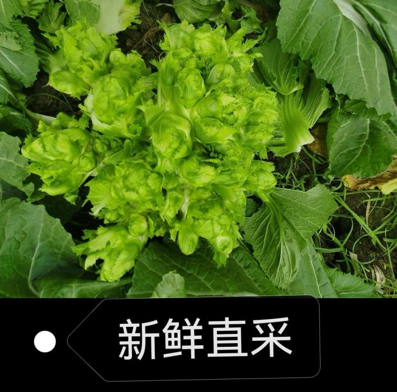 四川峨眉山蔬菜基地新鲜儿菜