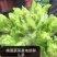 四川峨眉山蔬菜基地新鲜儿菜