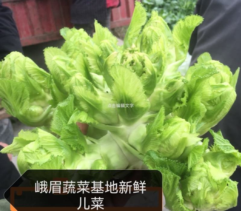四川峨眉山蔬菜基地新鲜儿菜
