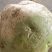 芥菜头疙瘩菜大量上市，欢迎新老客户前来采购…