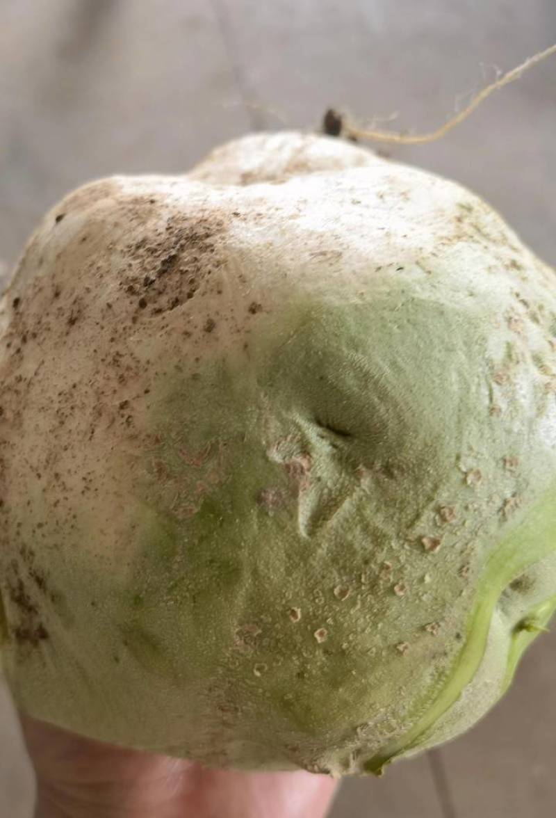 芥菜头疙瘩菜大量上市，欢迎新老客户前来采购…