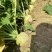芥菜头疙瘩菜大量上市，欢迎新老客户前来采购…