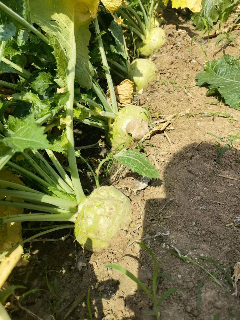 芥菜头疙瘩菜大量上市，欢迎新老客户前来采购…