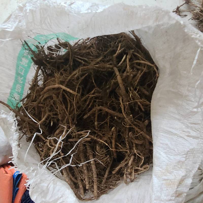 野生白鲜皮个子干货统货