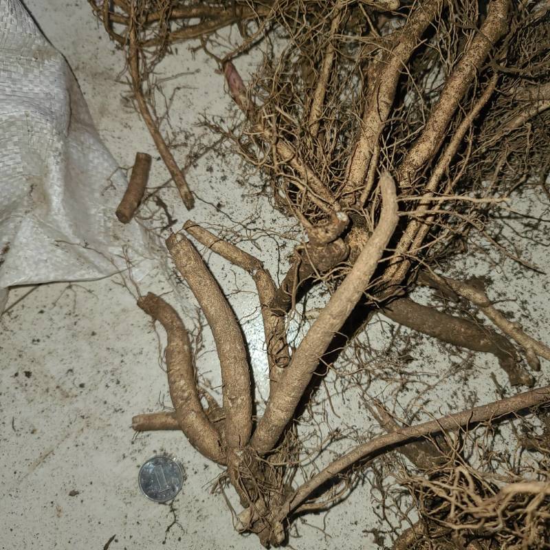 野生白鲜皮个子干货统货