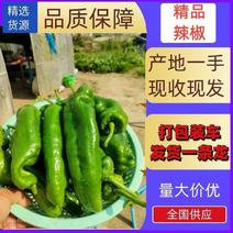 江苏东台精品鲜辣椒产地直发一手货源对接商超批发市场电商