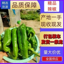 江苏东台精品鲜辣椒产地直发一手货源对接商超批发市场电商