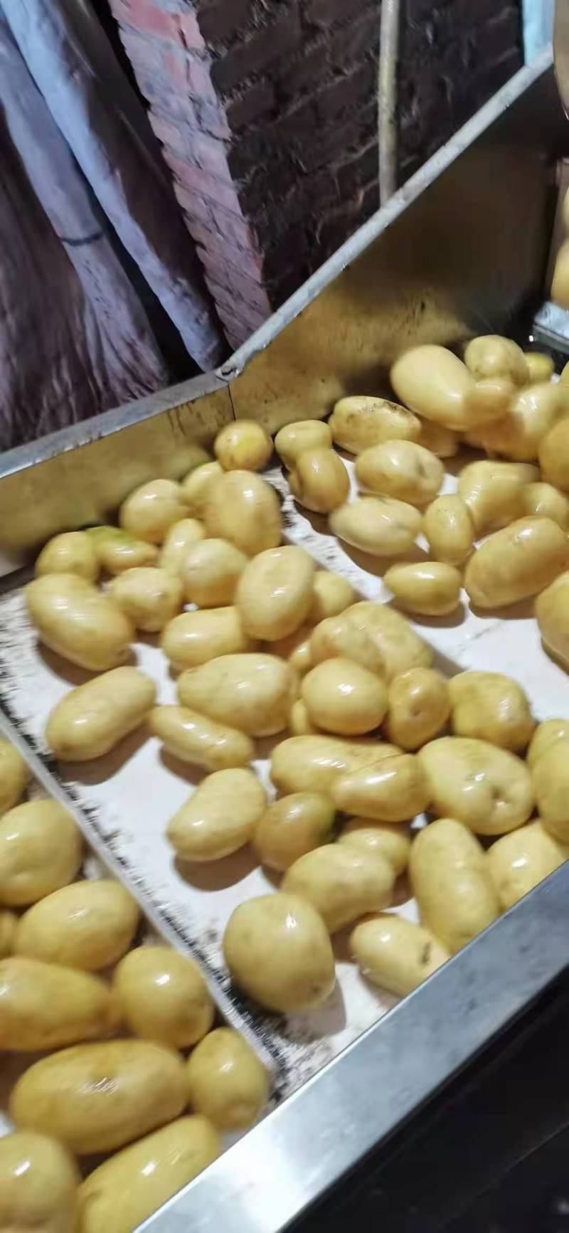精选土豆种子，北京种子公司，品种多