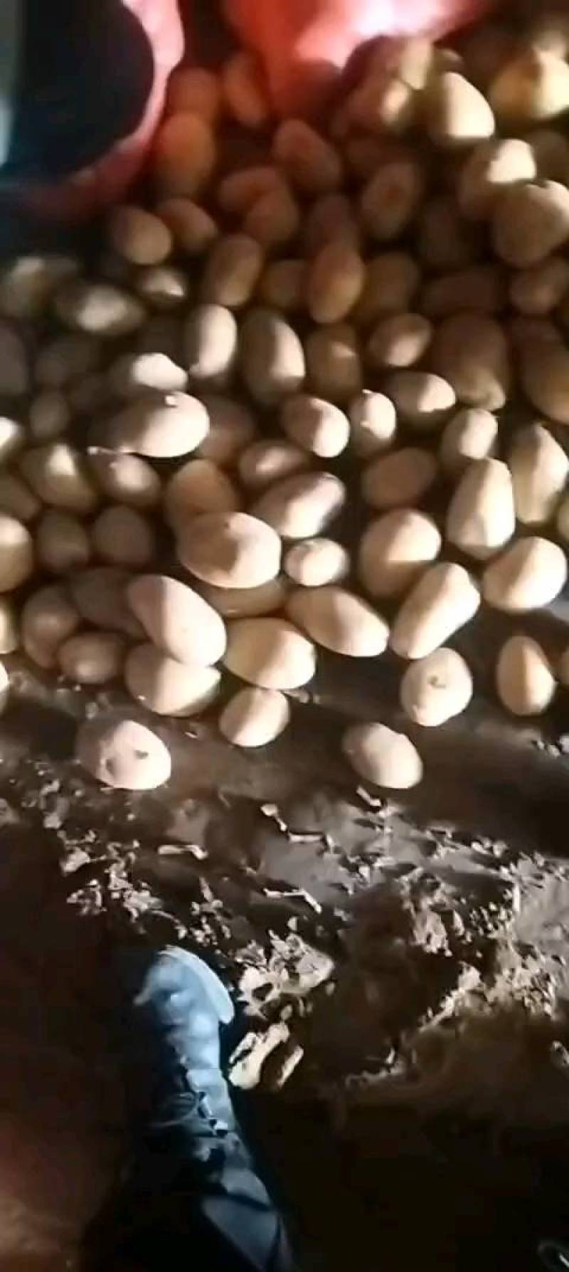 精选土豆种子，北京种子公司，品种多