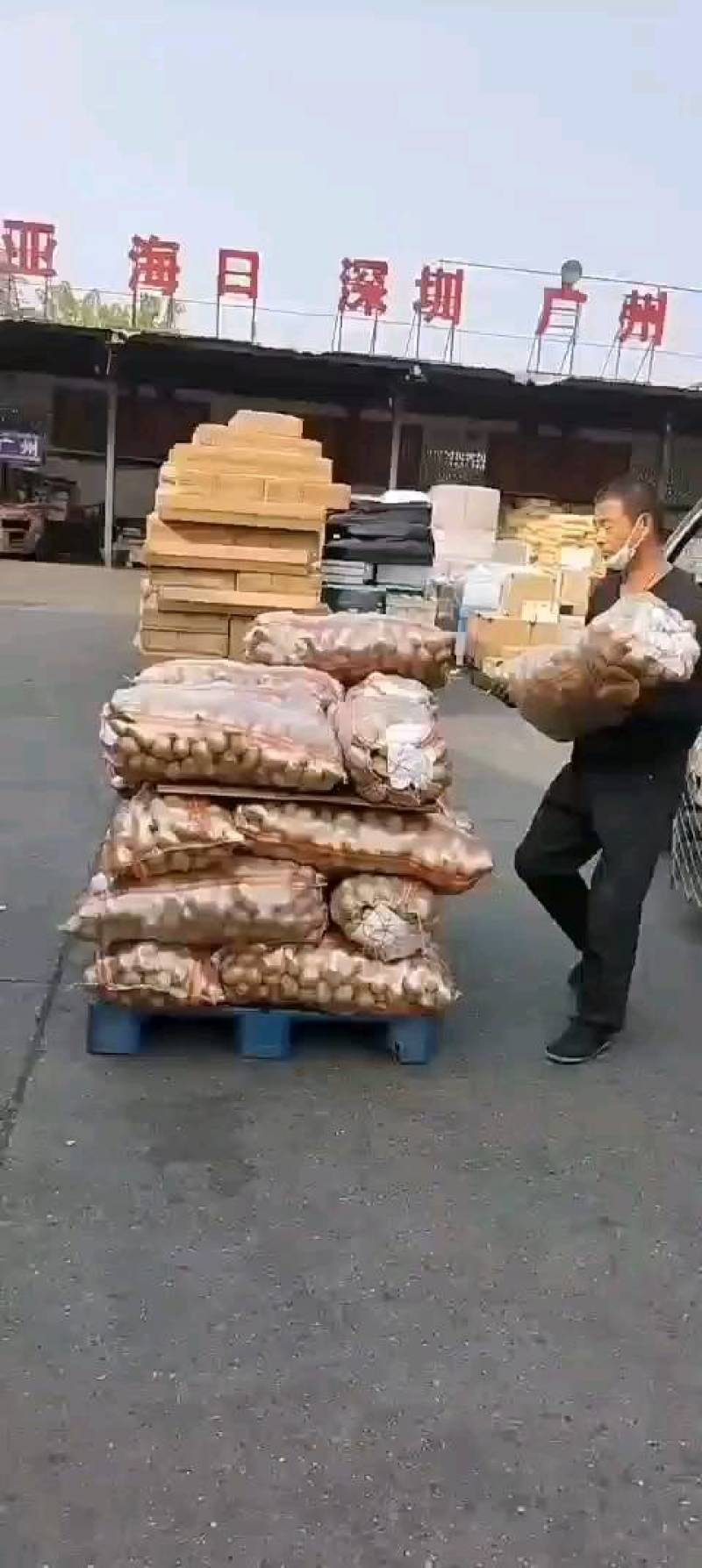 精选土豆种子，北京种子公司，品种多