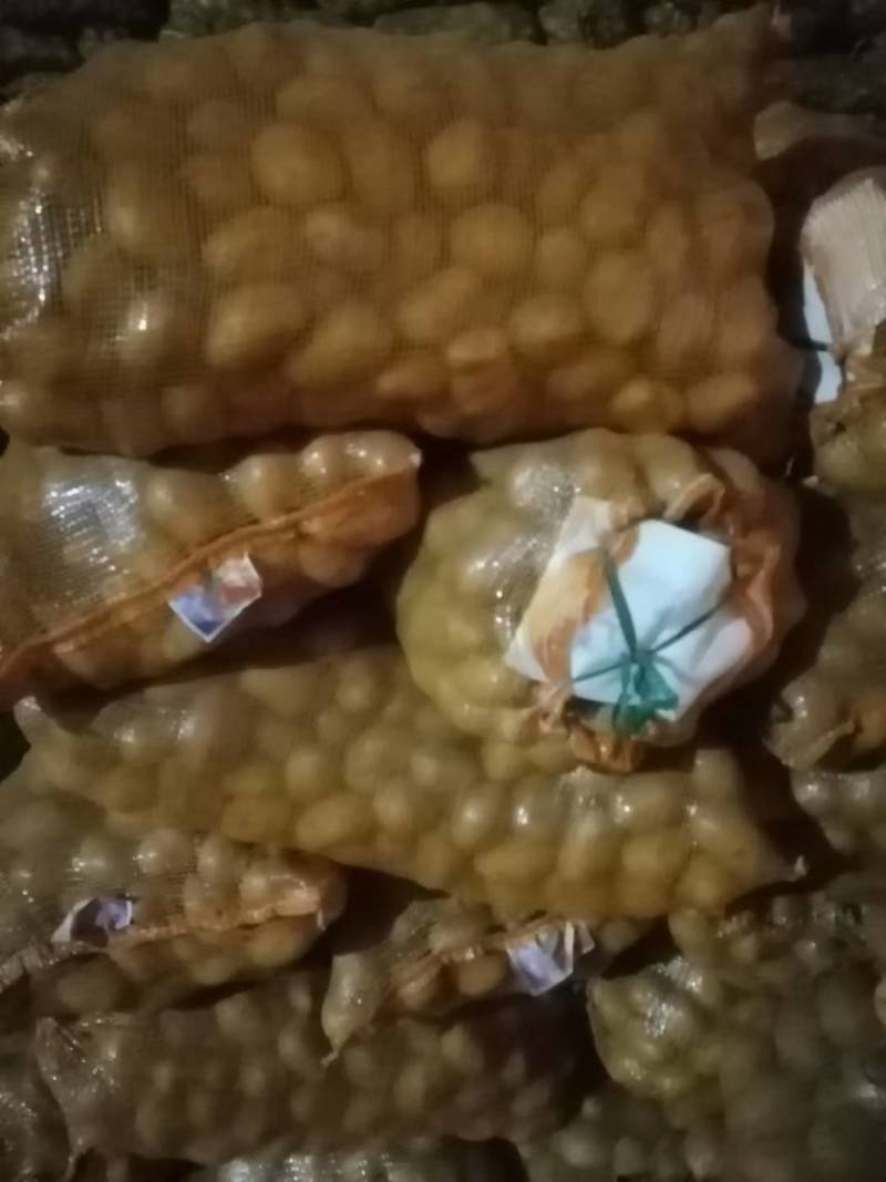 精选土豆种子，北京种子公司，品种多