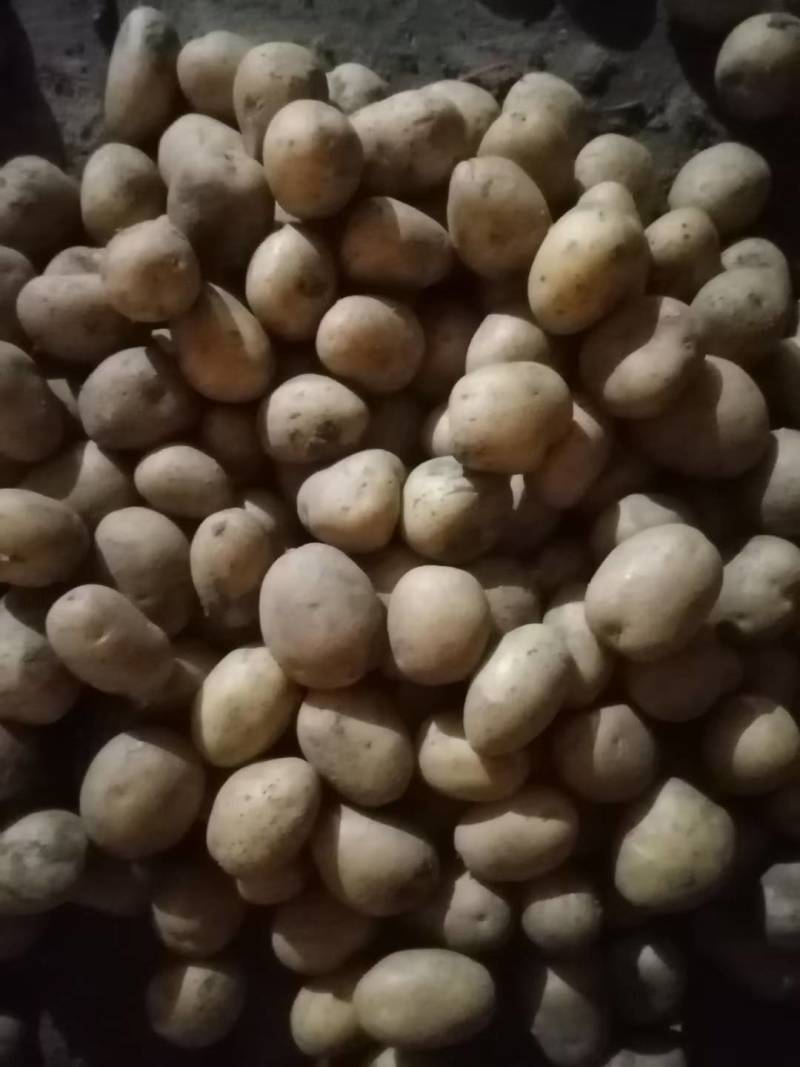 精选土豆种子，北京种子公司，品种多