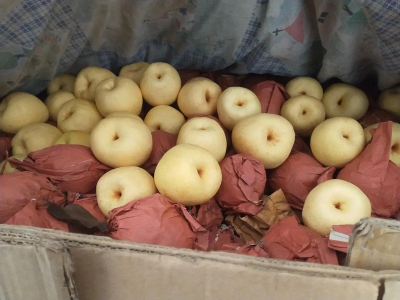 陕西蒲城酥梨大量上市酥脆无渣一手货源量大从优