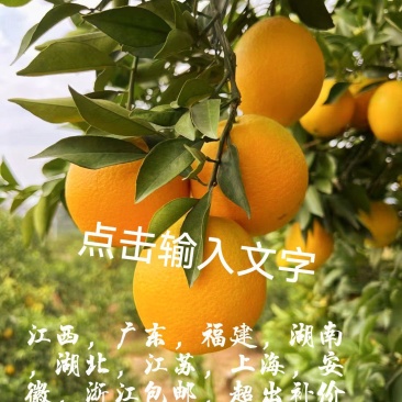 赣南脐橙瑞金产区对接电商，社区团购，落地配一件代发做高品