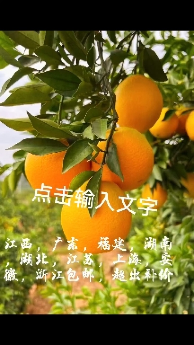 赣南脐橙瑞金产区对接电商，社区团购，落地配一件代发做高品