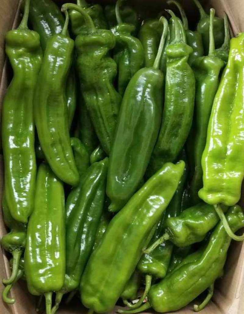 河南夏邑万亩辣椒产区，线椒，薄皮椒，螺丝椒